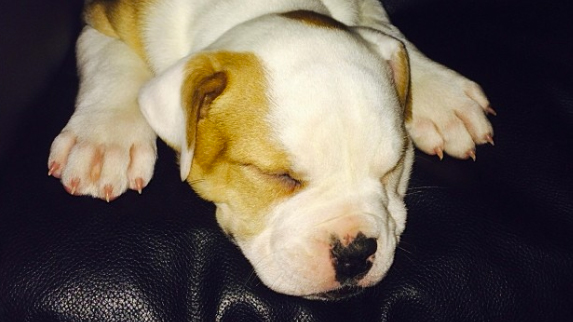 Pet Halloween Costumes At Target For Dogs, Cats & More