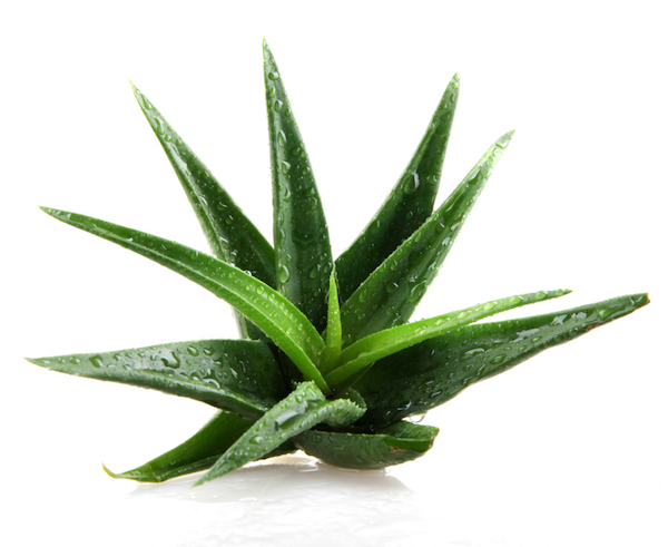 The Health and Beauty Benefits of Aloe