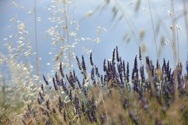 The 7 Best Scented Hand Creams