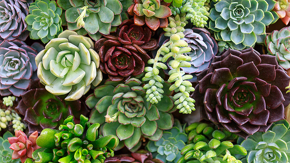 Your Total Guide to Succulents