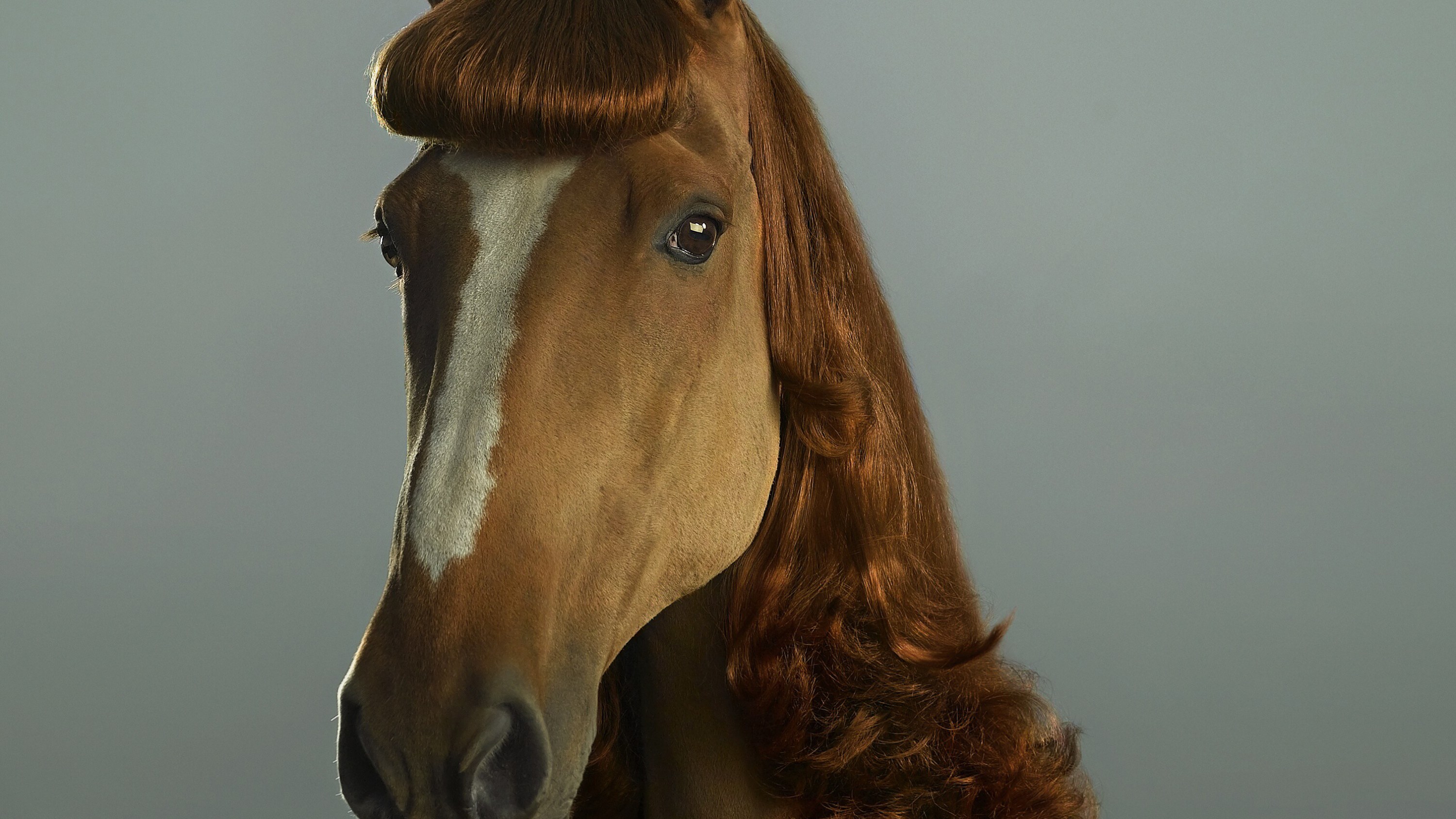 21 Animals That Look Stunning in Wigs