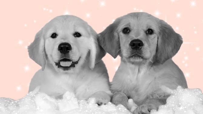 STYLECASTER | Helping Pets During COVID-19 | Puppies