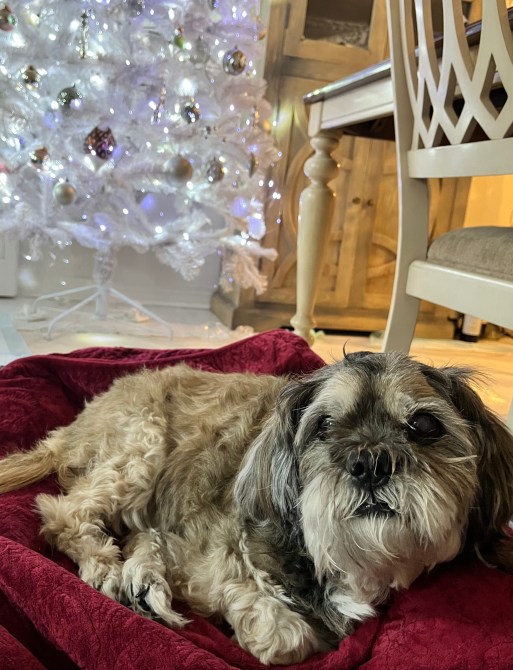 Flicka, the best dog in the world