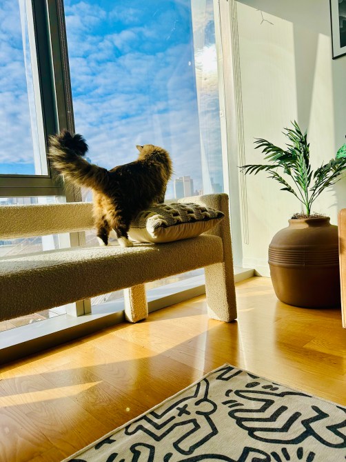 cute litter box review