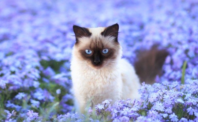 Siamese Cat