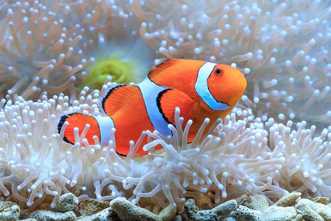 A Clownfish resting along a white sea anemone