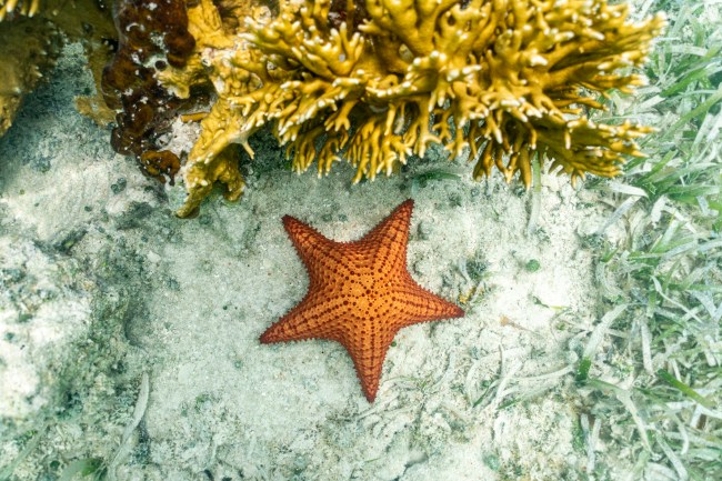 Starfish on the sandy floor under the water of a tide pool