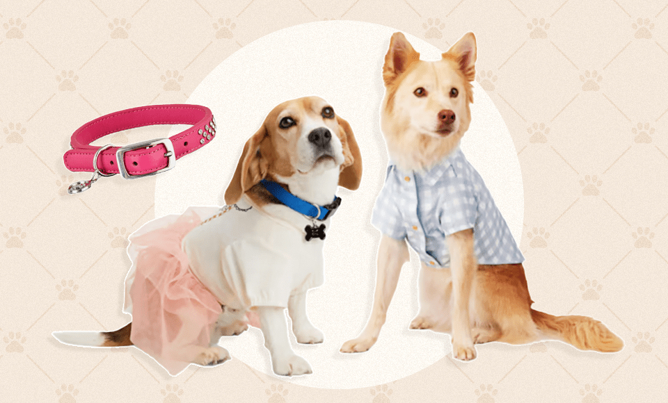 Dog Fashion Trends