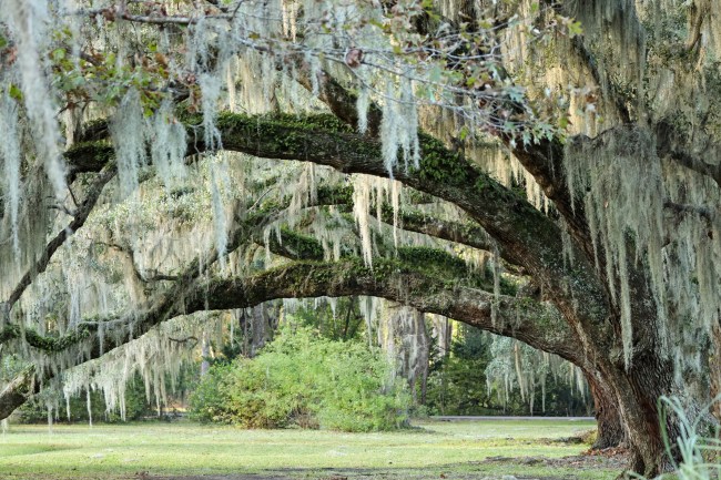 Oak trees and Spanish moss