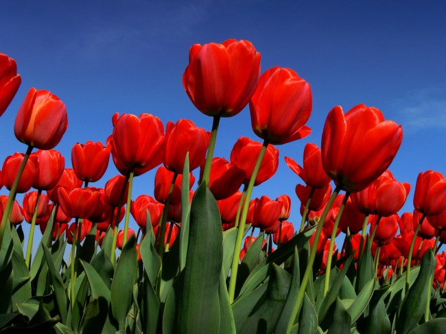Tulips