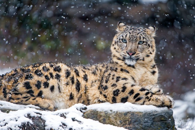 Snow Leopard