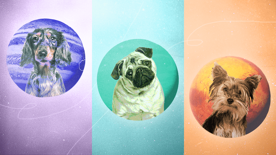 StyleCaster | Here's the Small Dog Breed That Captures Each Zodiac Sign