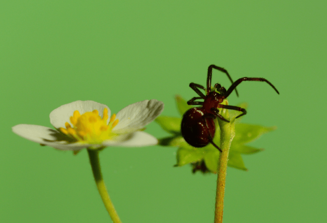 Common House Spider (Parasteatoda tepidariorum)