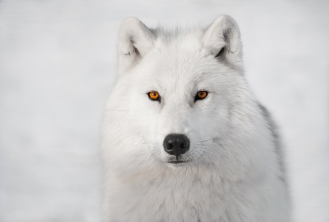 Arctic wolf