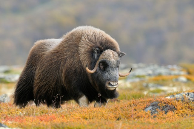 Musk ox