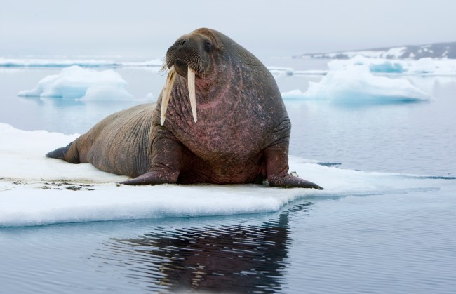 Walrus