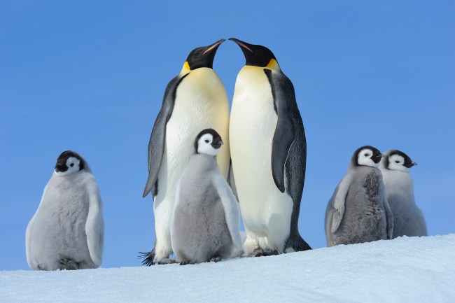 Emperor Penguin