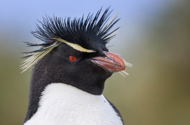 Rockhopper Penguin