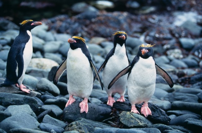 Macaroni Penguin