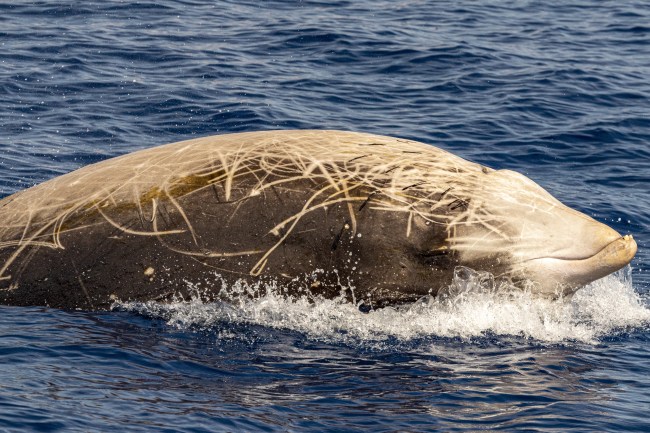 Beaked Whale