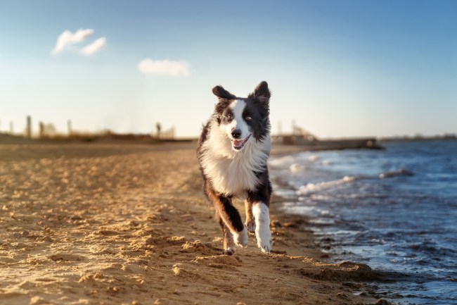 An Australian Shepherd dog runs along the beach by the seashore. Outdoor photo