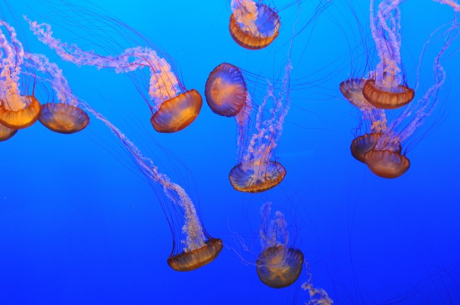 Sea Nettle Jellyfish