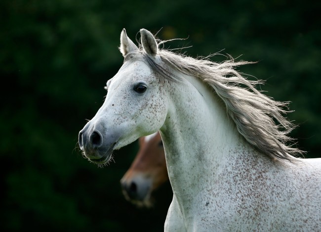 Arabian horse