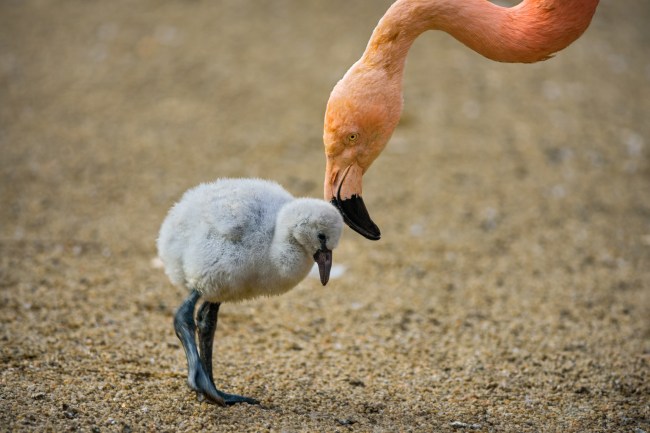 Baby flamingo being nuzzled by their mother