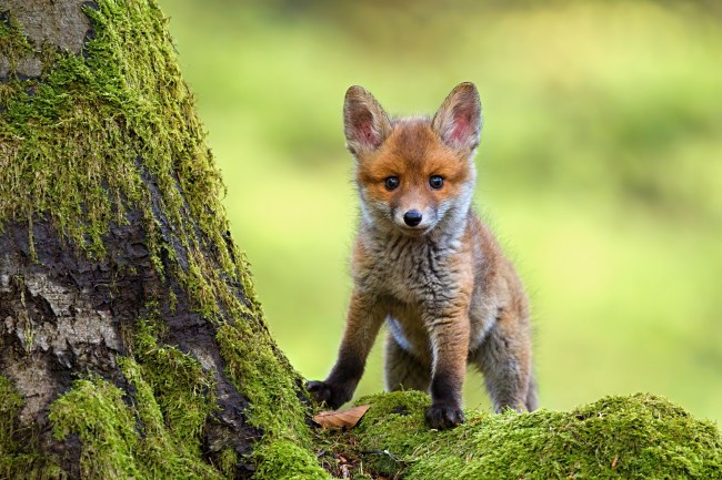 A red fox cub standing against a moss-laden tree trunk