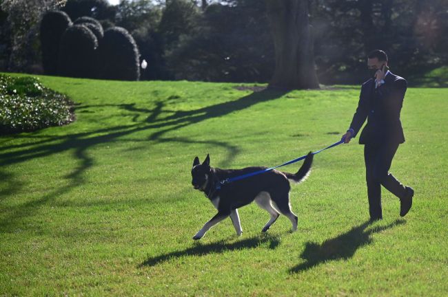 An aide walks the Bidens dog Major on the South Lawn of the White House in Washington, DC, on March 29, 2021. - First dogs Champ and Major Biden are back at the White House after spending part of the month in Delaware, where Major underwent training after causing a "minor injury".