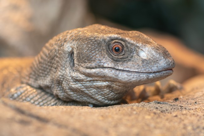 Head shot of a savannah monitor (varanus exanthematicus) in captivity