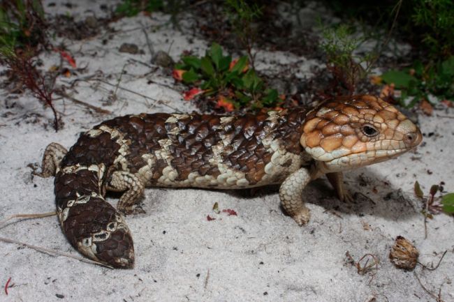 Western shingleback (Tiliqua rugosa), Preston Beach, Western Australia. (Photo by Auscape/Universal Images Group via Getty Images)