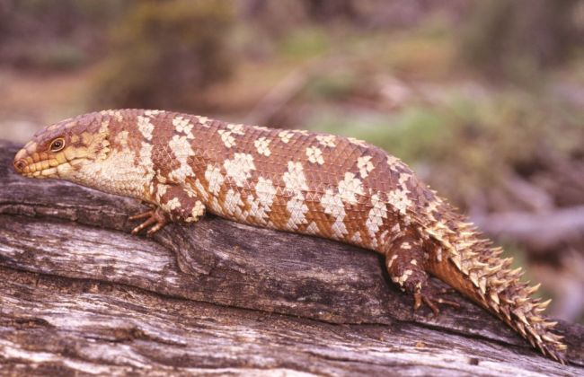 Western spiny-tailed skink, Egernia stokesii badia, Latham, Western Australia (Photo by: Auscape/Universal Images Group via Getty Images)