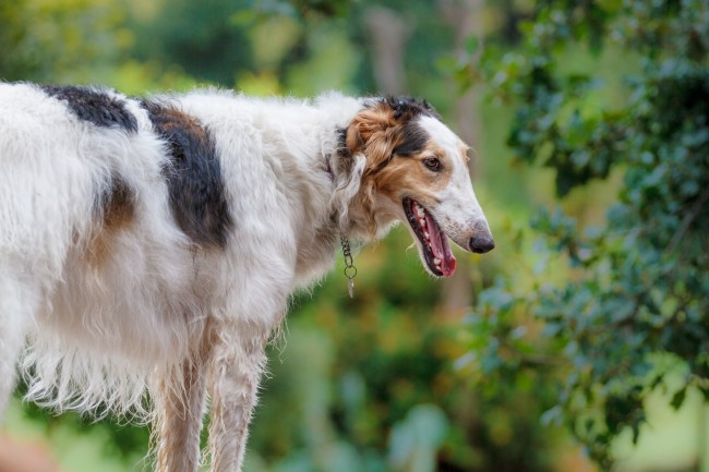 A relaxed and happy Borzoi dog standing against a leafy background