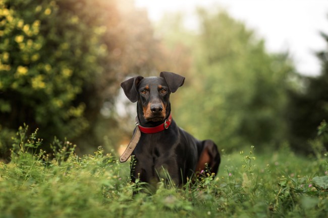A black Doberman Pinsher sitting in a grassy field