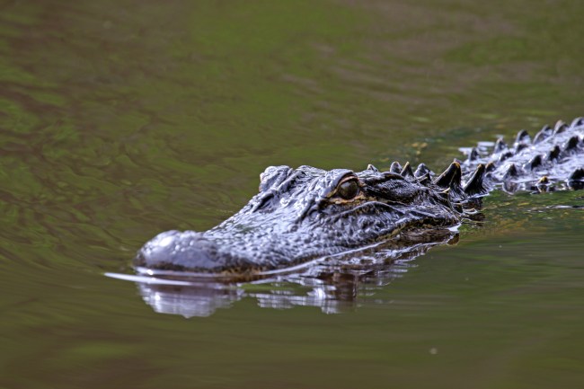Large adult wild American Alligator in the water.