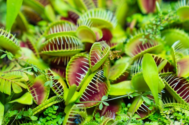 Venus flytrap. carnivorous plants of the marshlands of the east coast of the United States of America.
