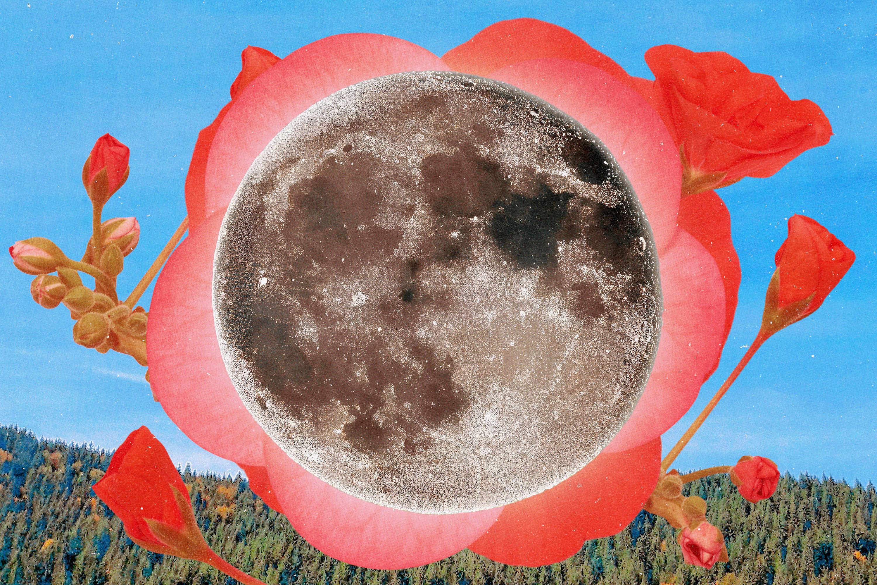A full moon hanging over a pink flower in a blue sky